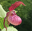Cypripedium Ventricosum Cypripedium Ventricosum